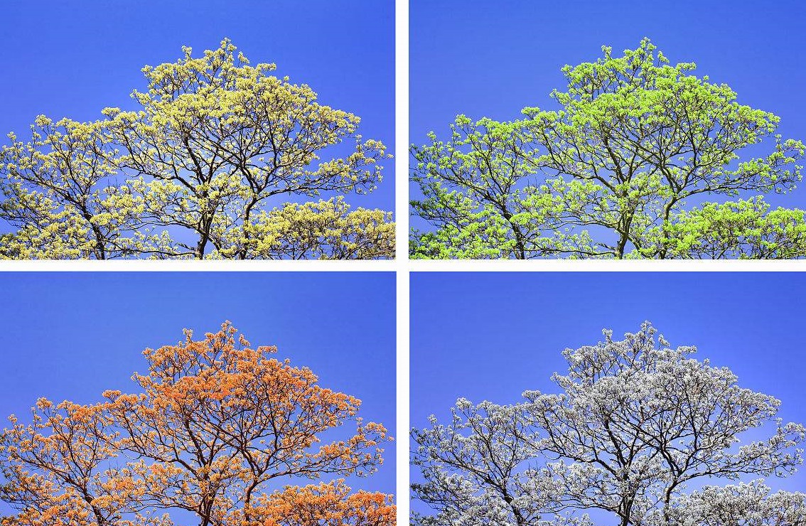 地球南北半球的冬夏,地球的四季都是春夏秋冬吗