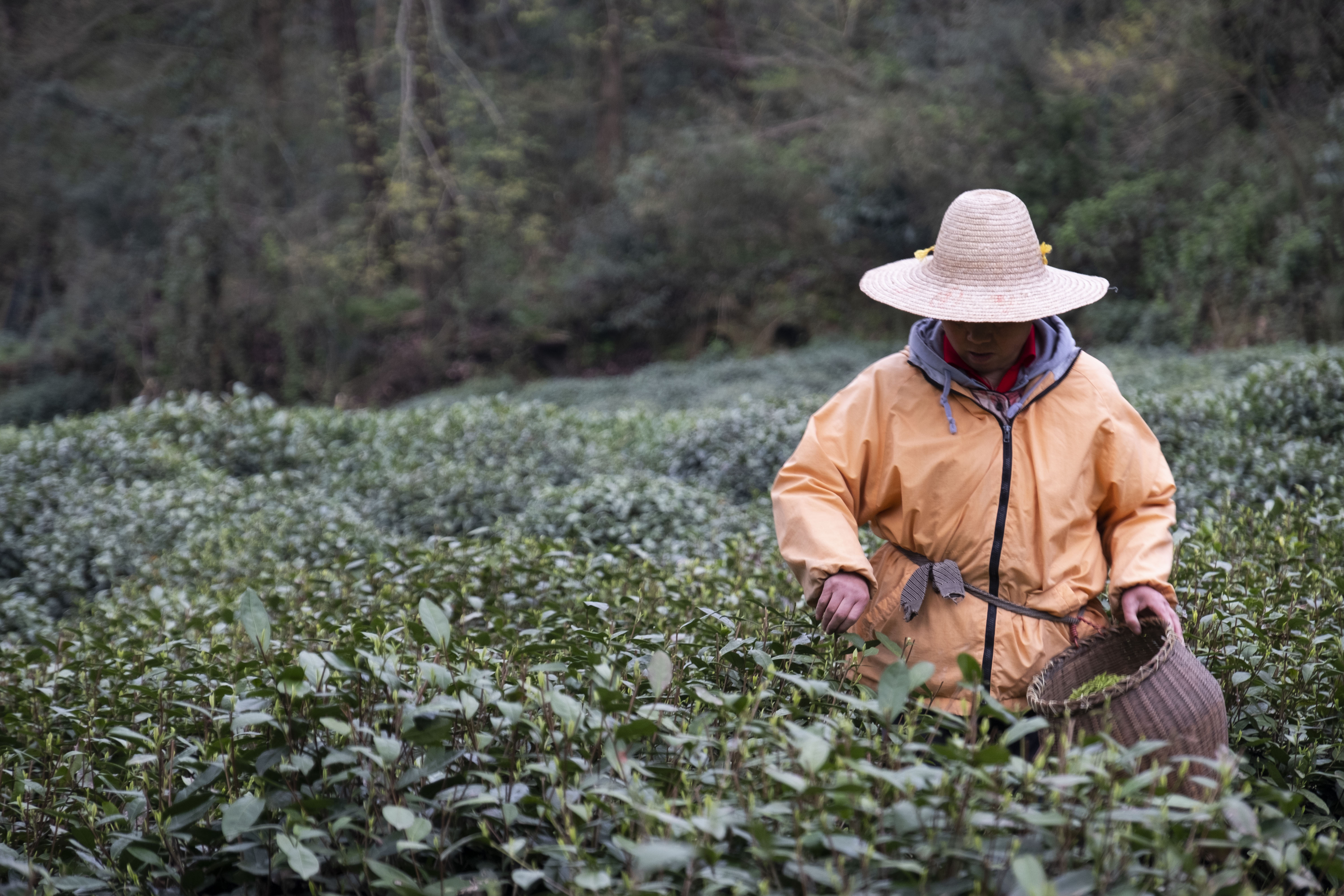 西湖龙井春茶季,龙井茶西湖明前春茶