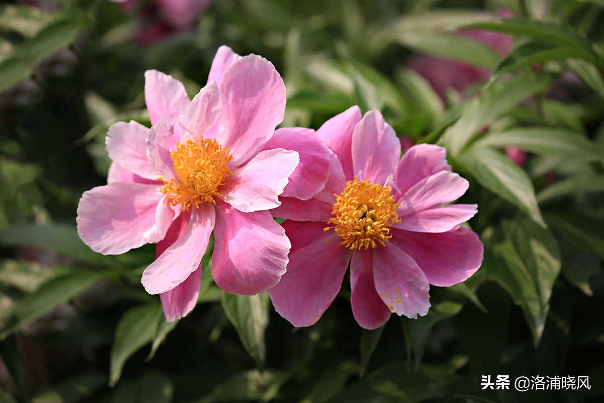 大院绿化的回忆——顺便看看院里的芍药定个究竟有多少种？