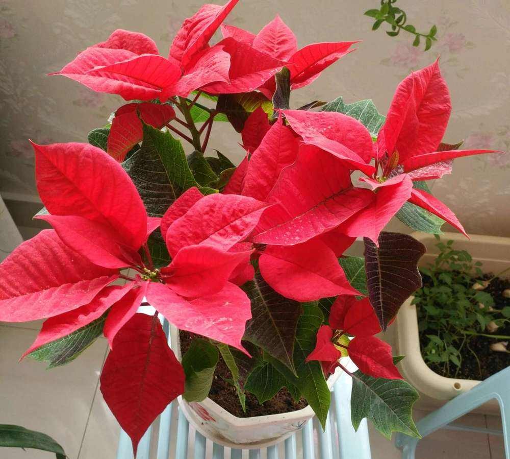 适合家里养的开红花绿植有哪些,盆栽一品红花有毒吗