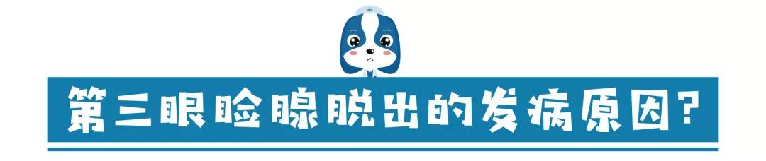 儿童眼角长个黑色的小肉球,小奶猫眼睛长肉球怎么办