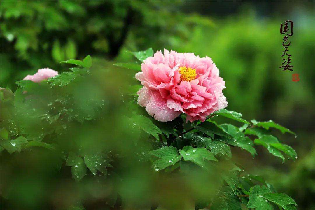 又是谷雨尝鲜季又到椿芽飘香时,谷雨习俗赏花喝茶吃香椿