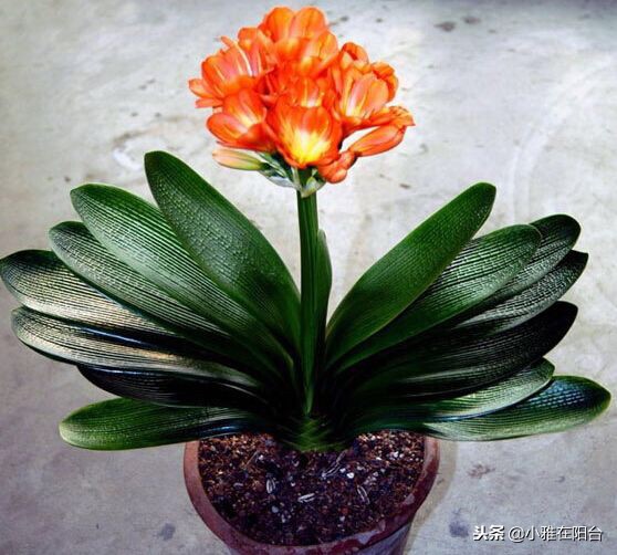 君子兰怎么养才能长得更旺盛,君子兰如何养护才能长得更茂盛