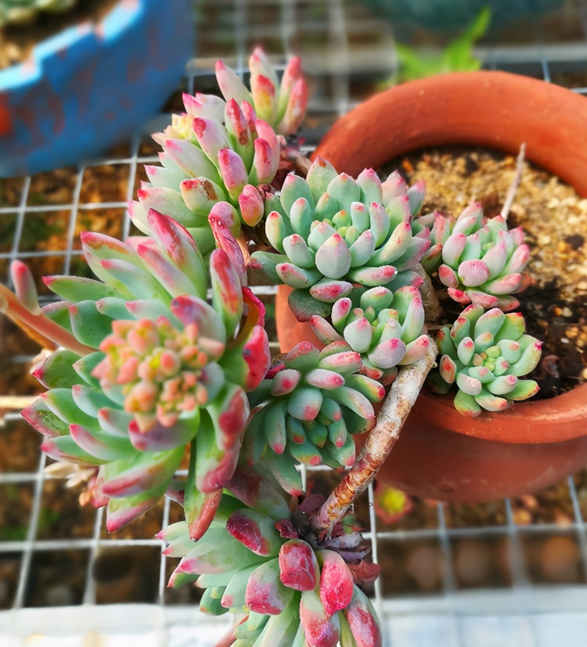 多肉的特点大全,多肉介绍50字大全