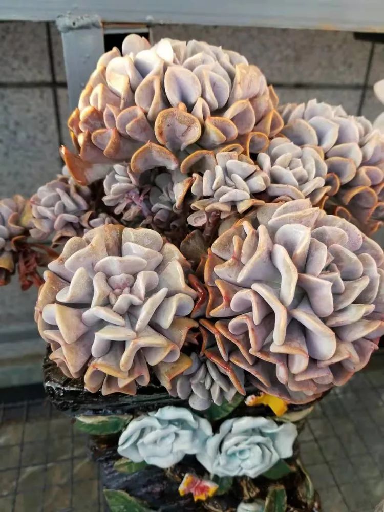 爱机车,爱多肉,宝妈花姐的诗和远方