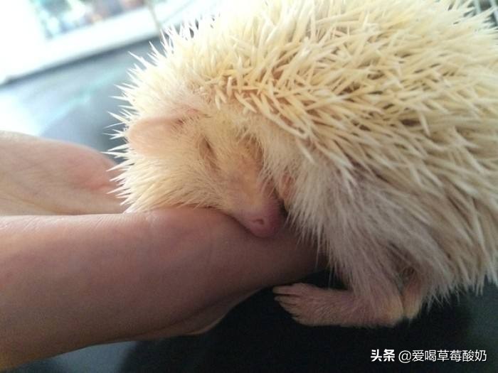 刺猬属于好动物还是坏动物,刺猬是个好东西