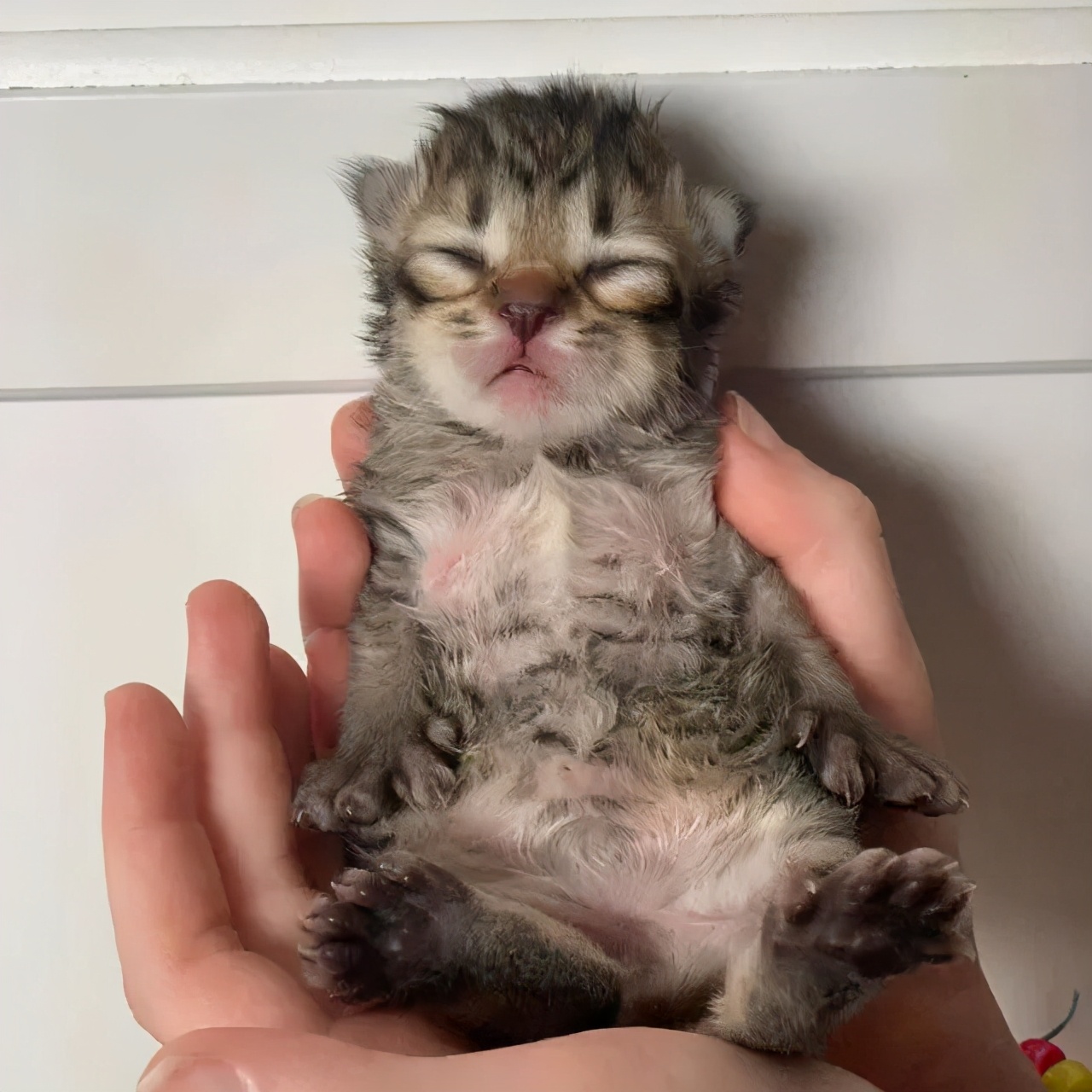 刚出生的小奶猫有多可爱,小奶猫幼崽可爱到犯规