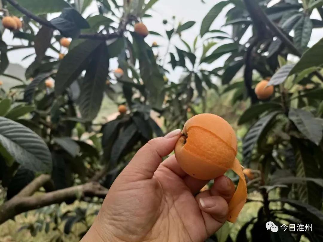 淮口好玩,金堂淮口枇杷