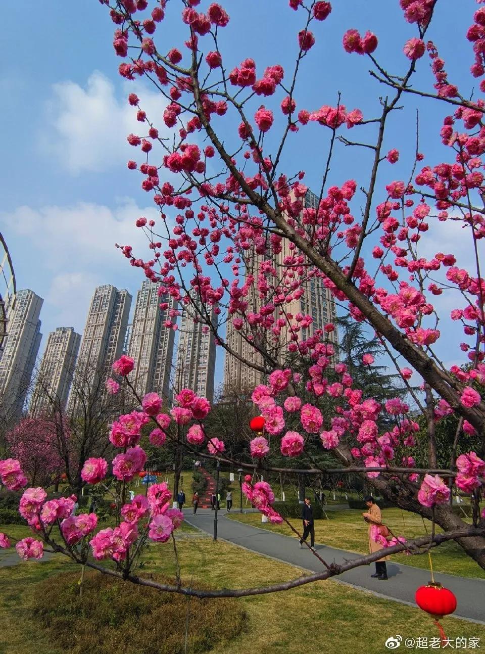 成都春游好去处周末 (成都周边周末春游推荐)