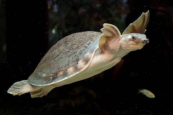 除了大象以外谁的鼻子长,除了大象鼻子长还有谁的鼻子长