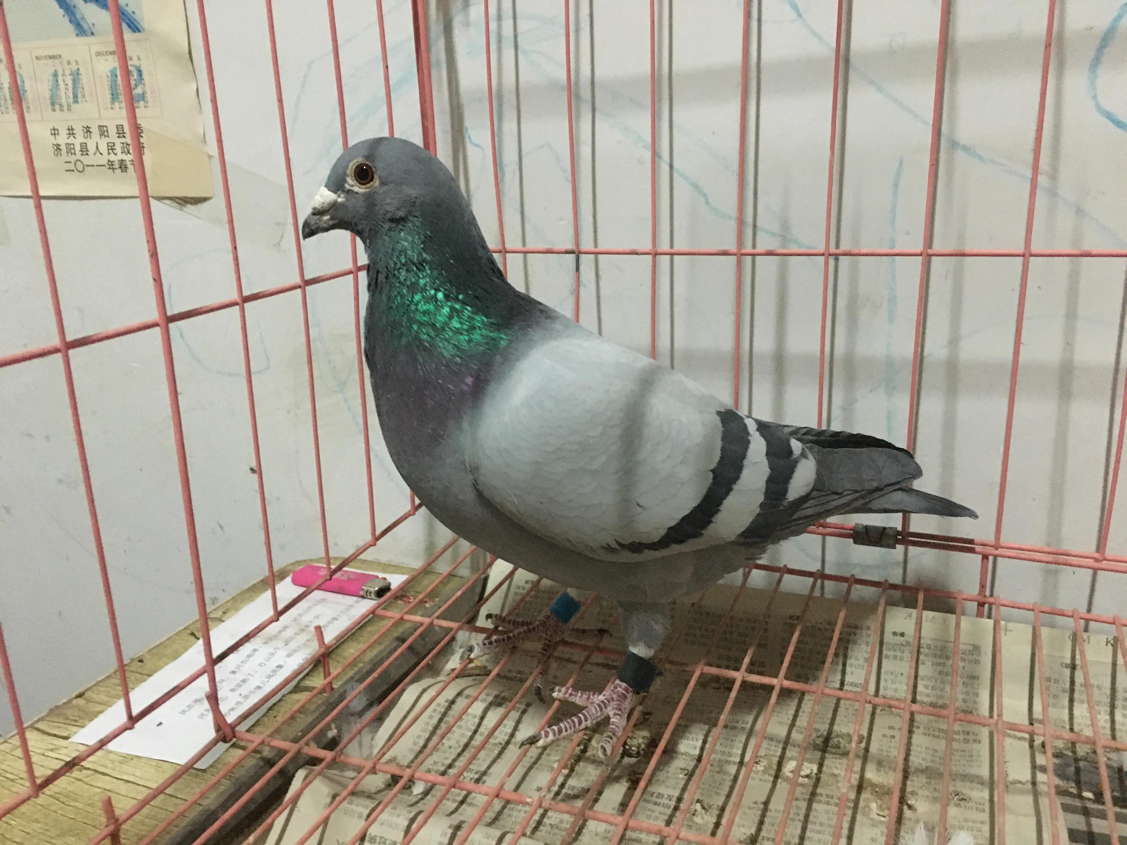 2021年公棚迟归鸽多少钱一只,公棚迟归鸽怎么配