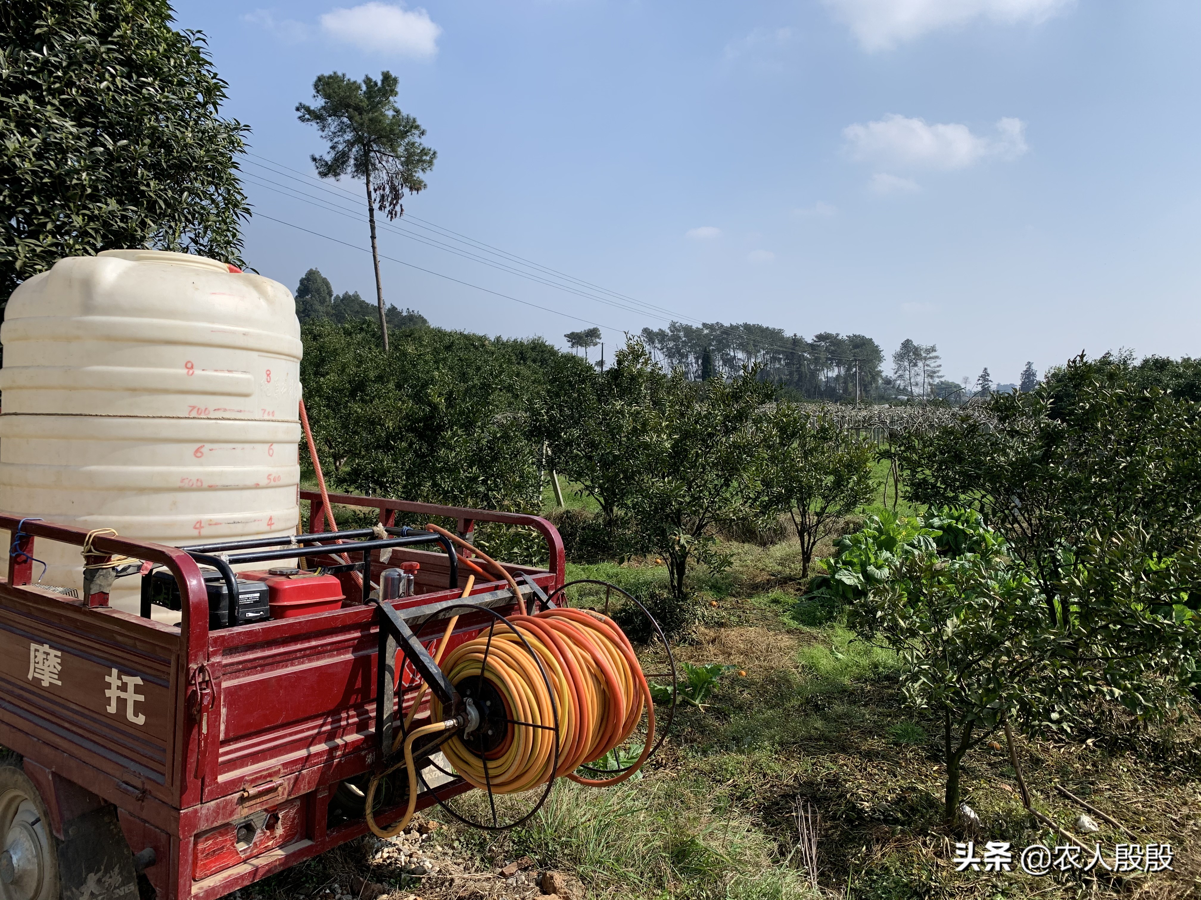 柑橘结完果怎么更新树枝,柑橘树如何留果