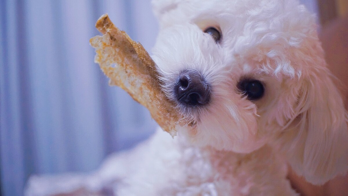 狗子总是舔主人代表什么,狗狗知道主人亲它的含义吗