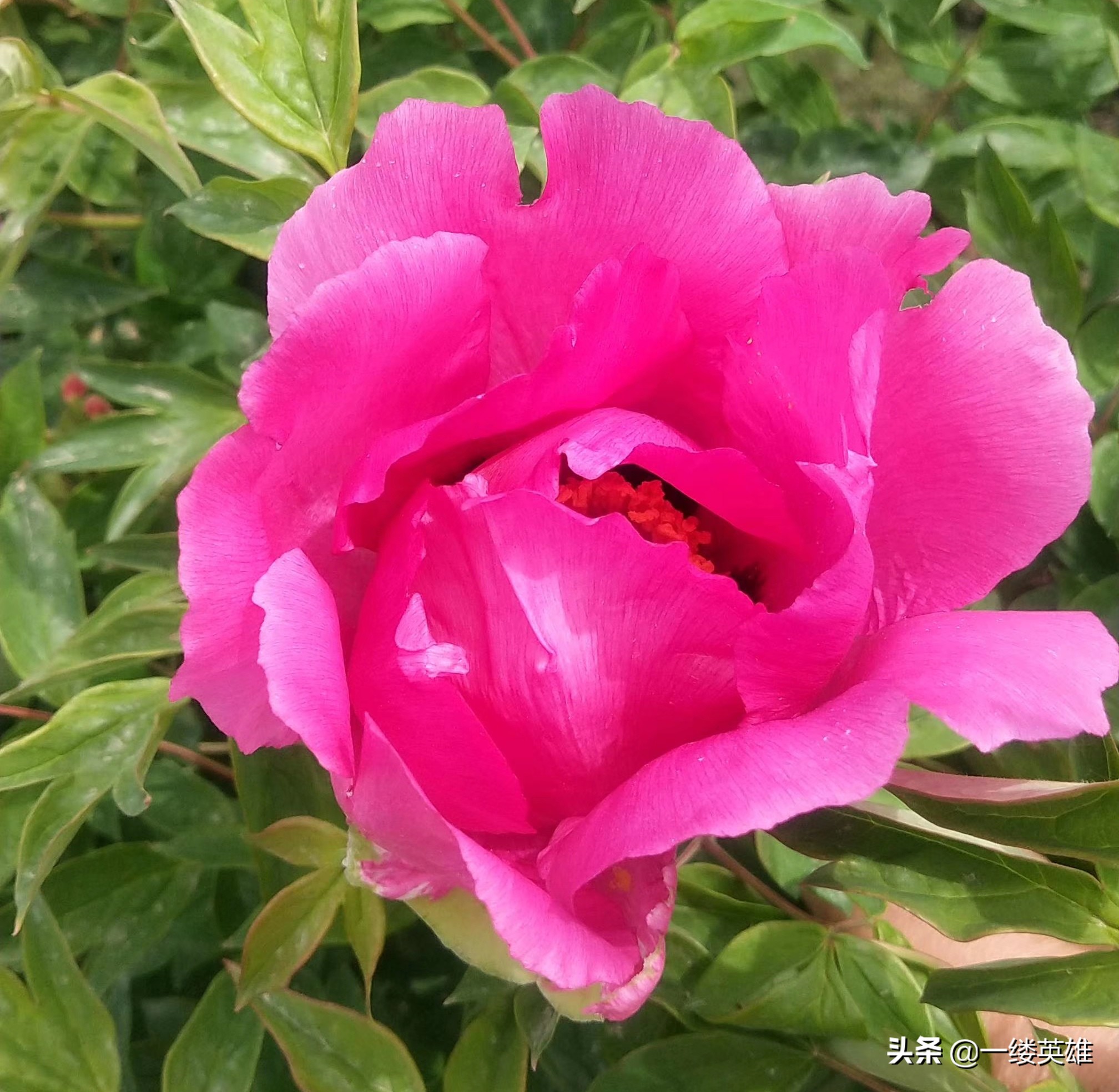 牡丹花的诗句王维,红牡丹唐王维古诗解析动画版