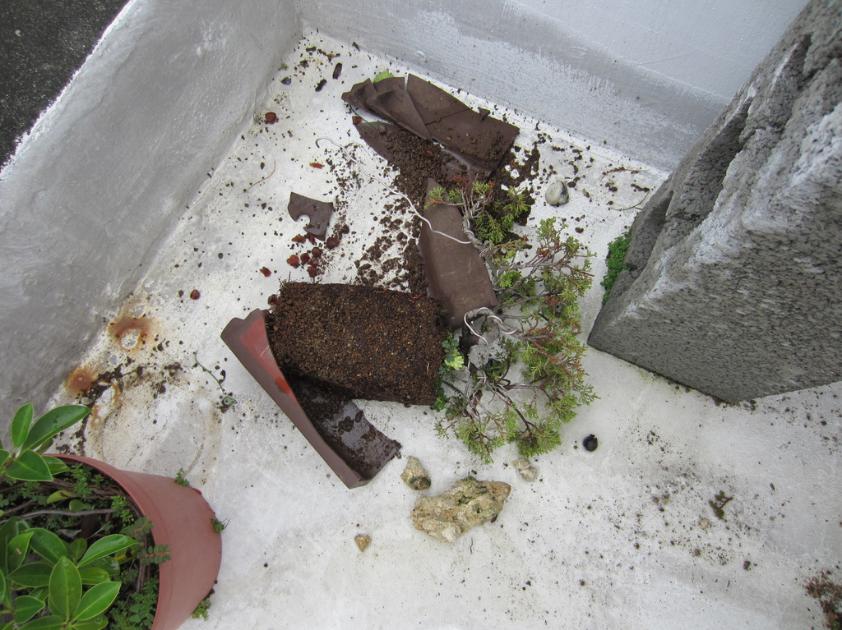 鱼川真柏盆景养殖方法,从养多肉到盆景