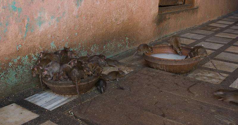 民间秘术奇谈,民间驭鼠术的真实故事