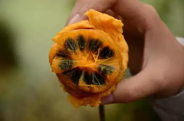 南雄最美银杏,广东美丽的银杏图片