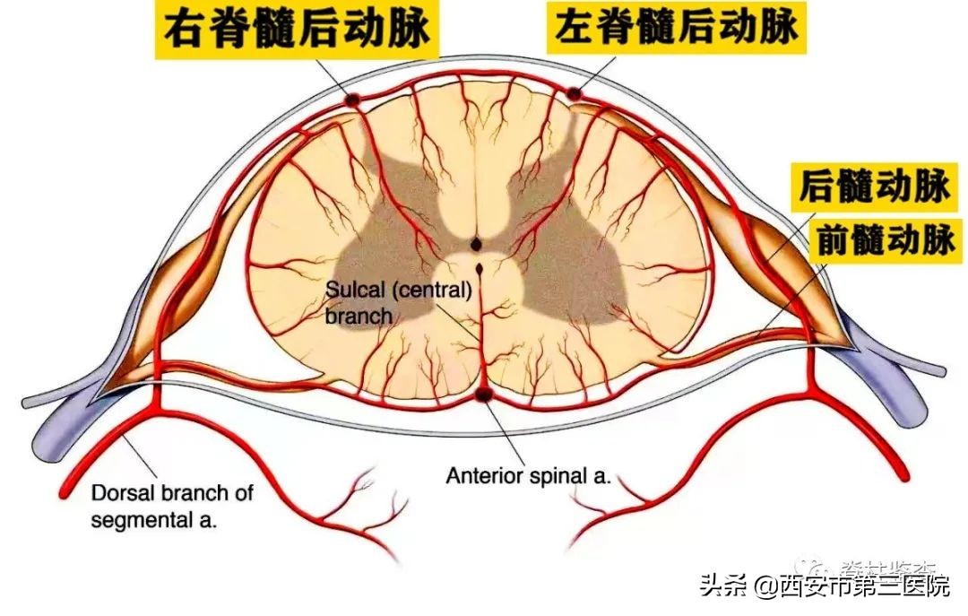 颈椎病减压手术安全么,手术脊髓减压