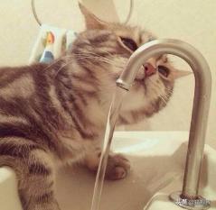 猫咪喝脏水没事吧,好奇怪的猫咪视频