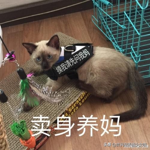 赤道养暹罗猫是不是就不会变黑了,暹罗猫冻黑了是什么原理