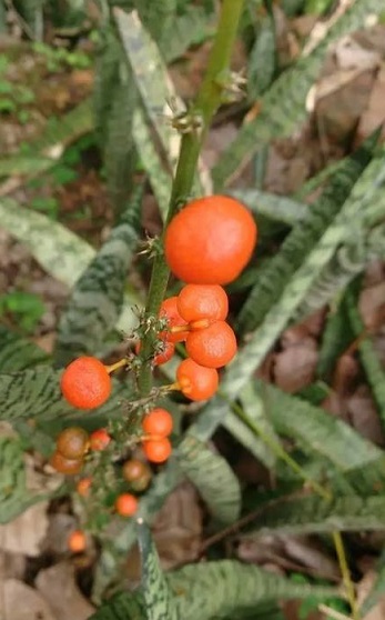 白玉虎皮兰水培烂根黄叶的原因,虎皮兰烂根黄叶