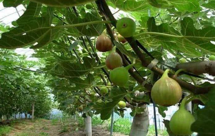 无花果收益有多少,无花果每亩多大利润