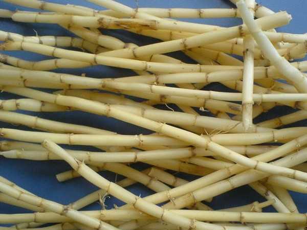 从“贡包茅”到“白茅束兮”:茅草从敬神到娱人、喻人的意象延伸