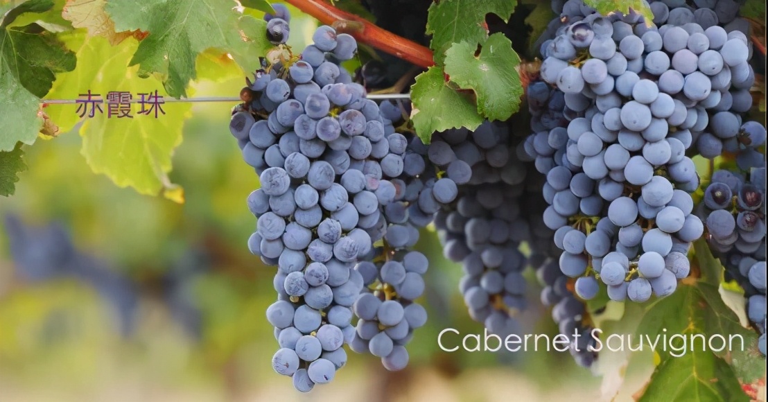 张裕葡萄酒解百纳是什么意思,张裕解百纳拼音为啥是chang