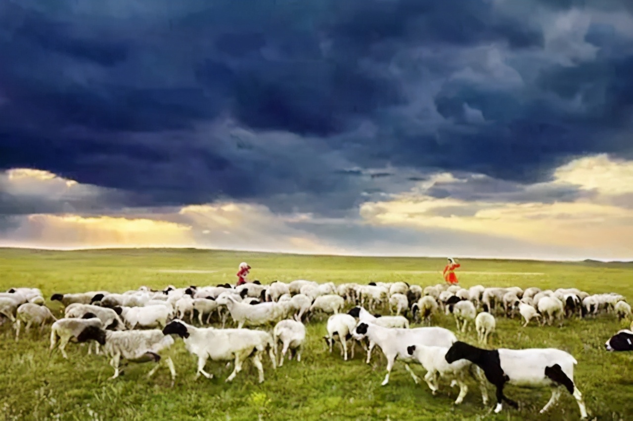 龙梅和玉荣保护羊群故事总结,龙梅和玉荣保护羊群故事