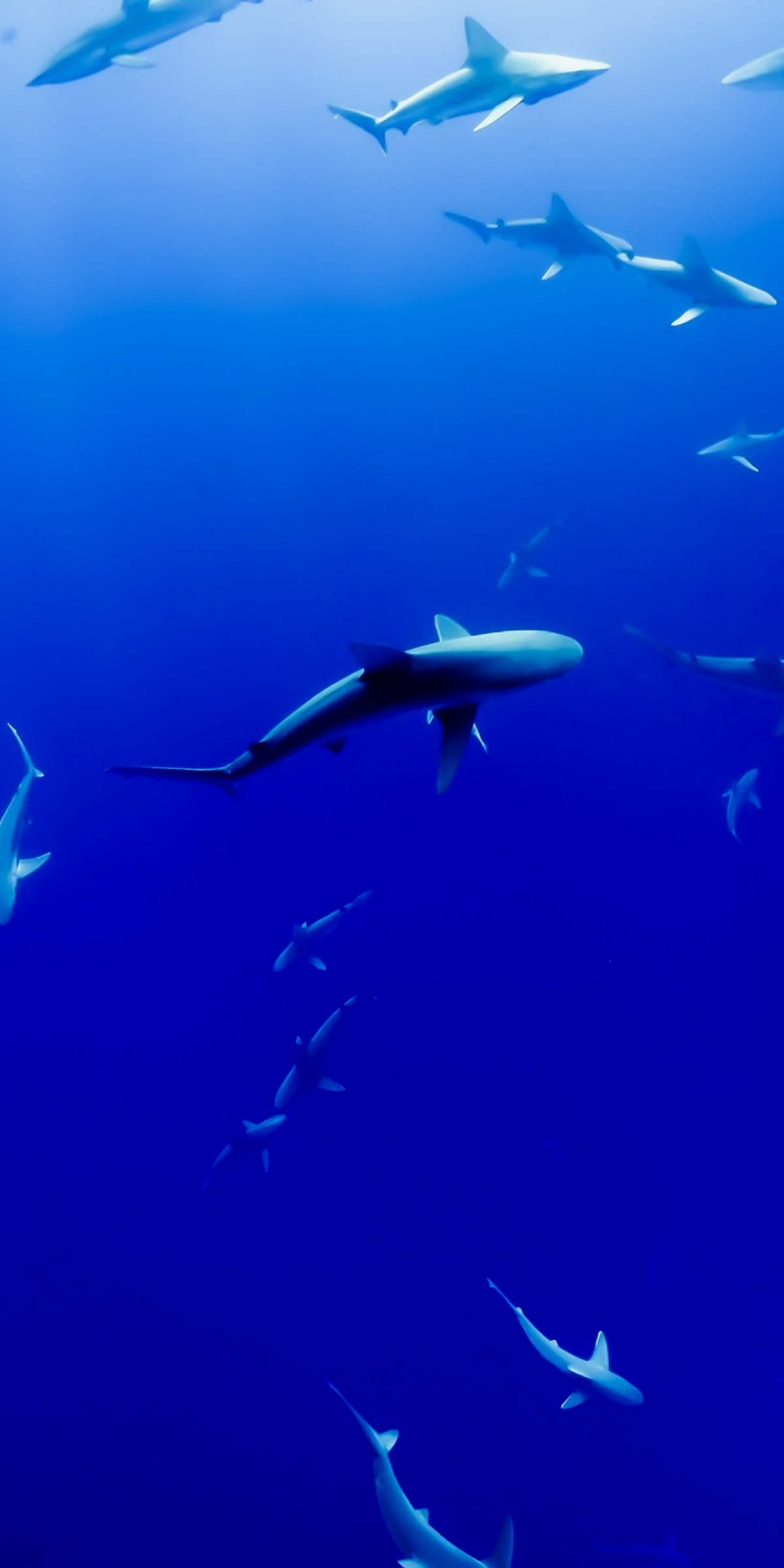 优阿壁纸全屏无水印,优阿无水印手机壁纸