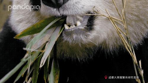 大熊猫快速吃竹笋,大熊猫吃竹子图片