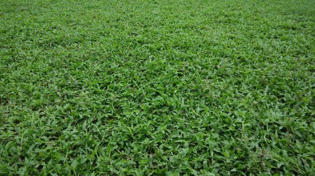 100种常见观叶植物图鉴史上最全,农村常见的100种植物