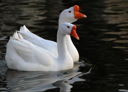 读完名家名篇的动物描写，恨不得穿过屏幕抱抱它们