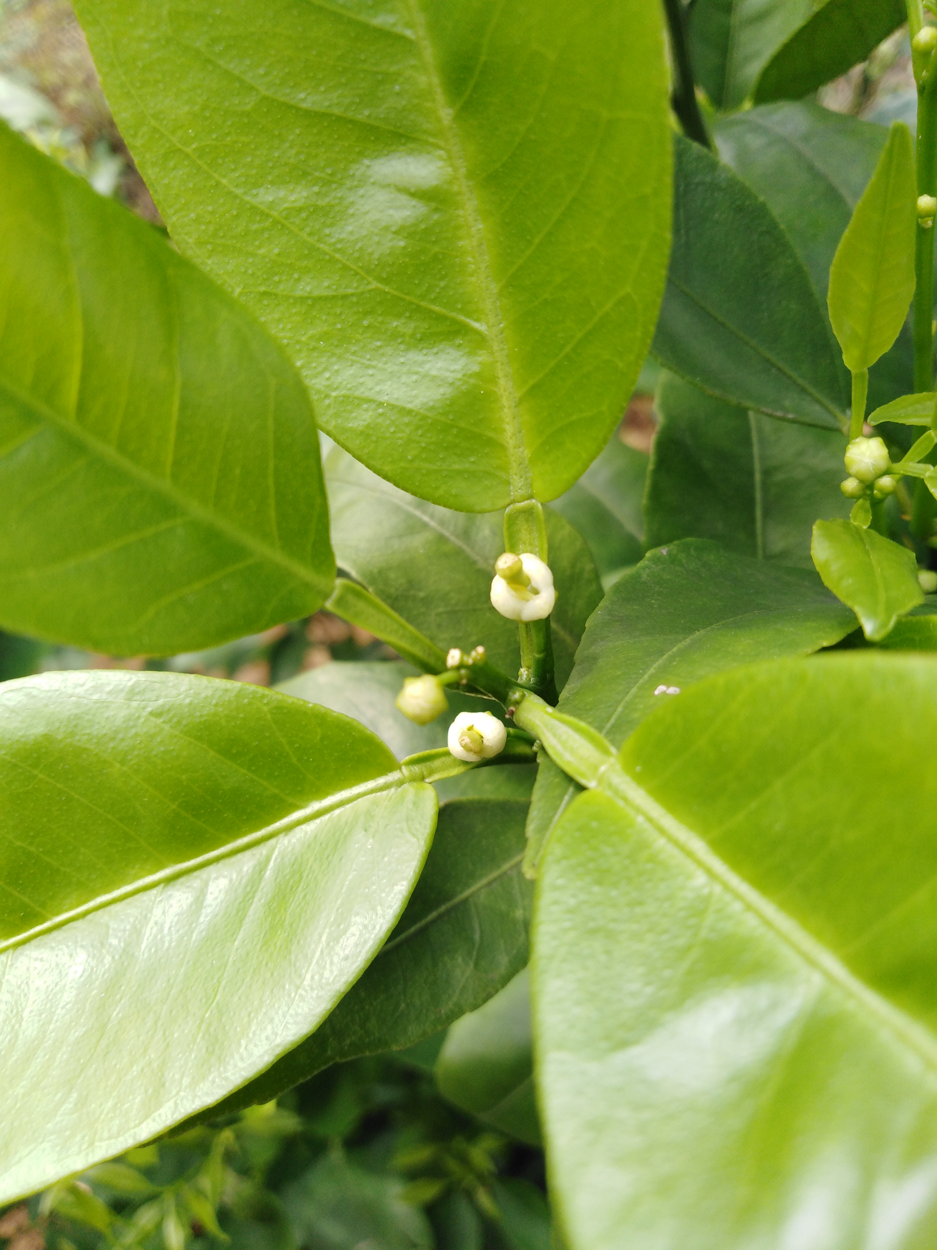 柑橘花多叶少怎么办,柑橘花量少的补救措施