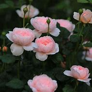 花店玫瑰是哪里来的,花店的玫瑰花是现成的吗