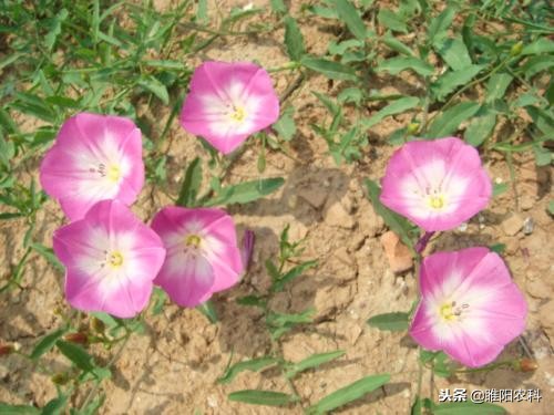 哪些除草剂对下茬小麦有影响,有什么除草剂打的麦子不受影响