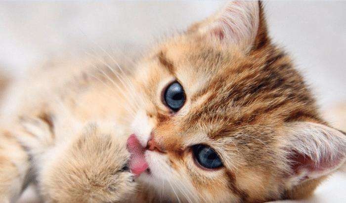 范源庆虐猫后续怎么处理,范源庆严惩恶魔视频