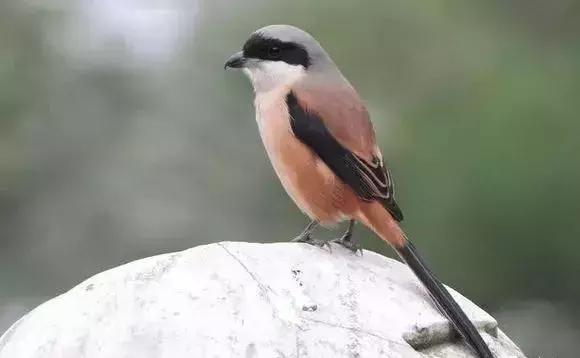 伯劳鸟饲养,没睁眼的伯劳怎样饲养
