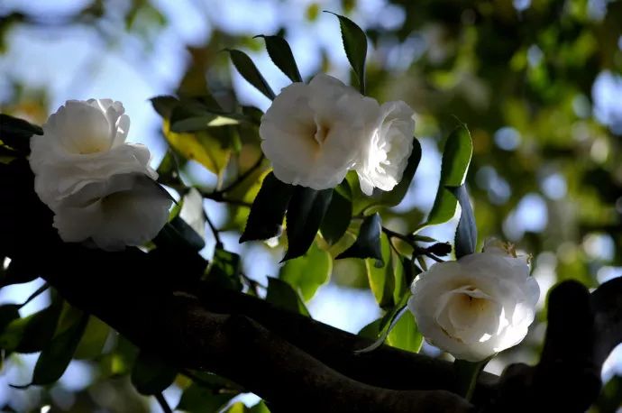 懒人山茶花,山茶花日常