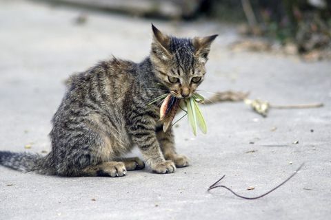 铁线虫来袭,能操纵螳螂“自杀”的寄生虫,能否控制人类?