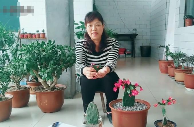 假昙花不嫁接也能长得很好,假昙花用什么嫁接好