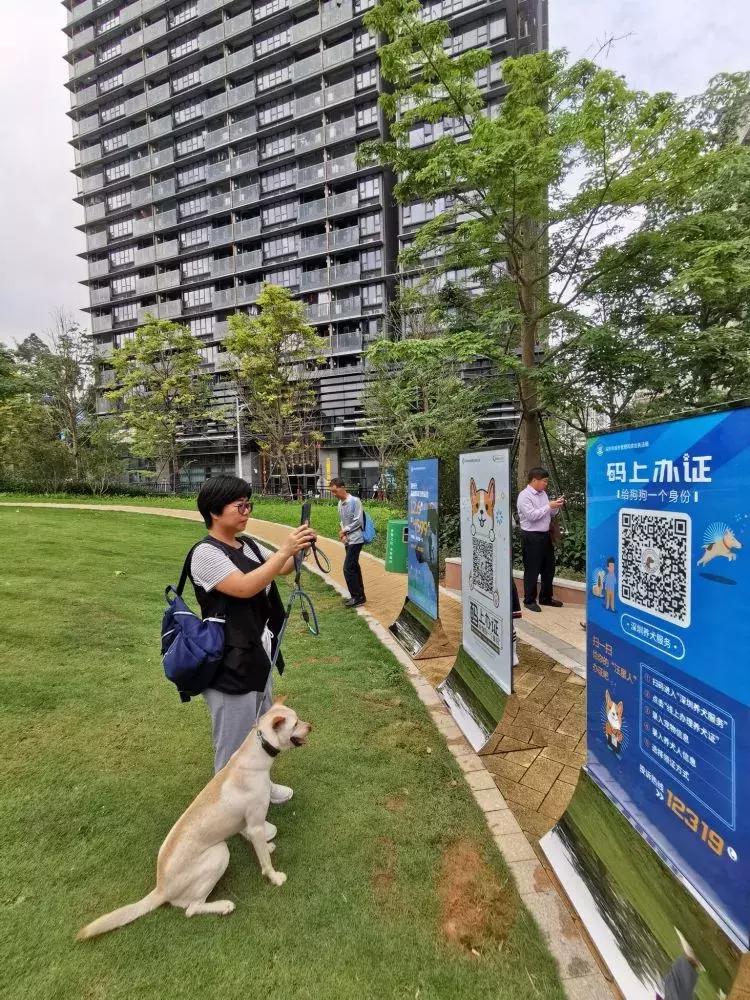 给狗狗办理狗证,深圳养狗没养犬证罚多少