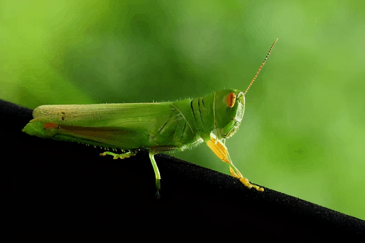 法布尔与昆虫记视频,法布尔和昆虫记资料
