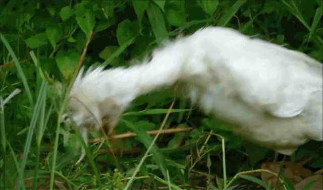 bbc有多有钱,bbc多有钱