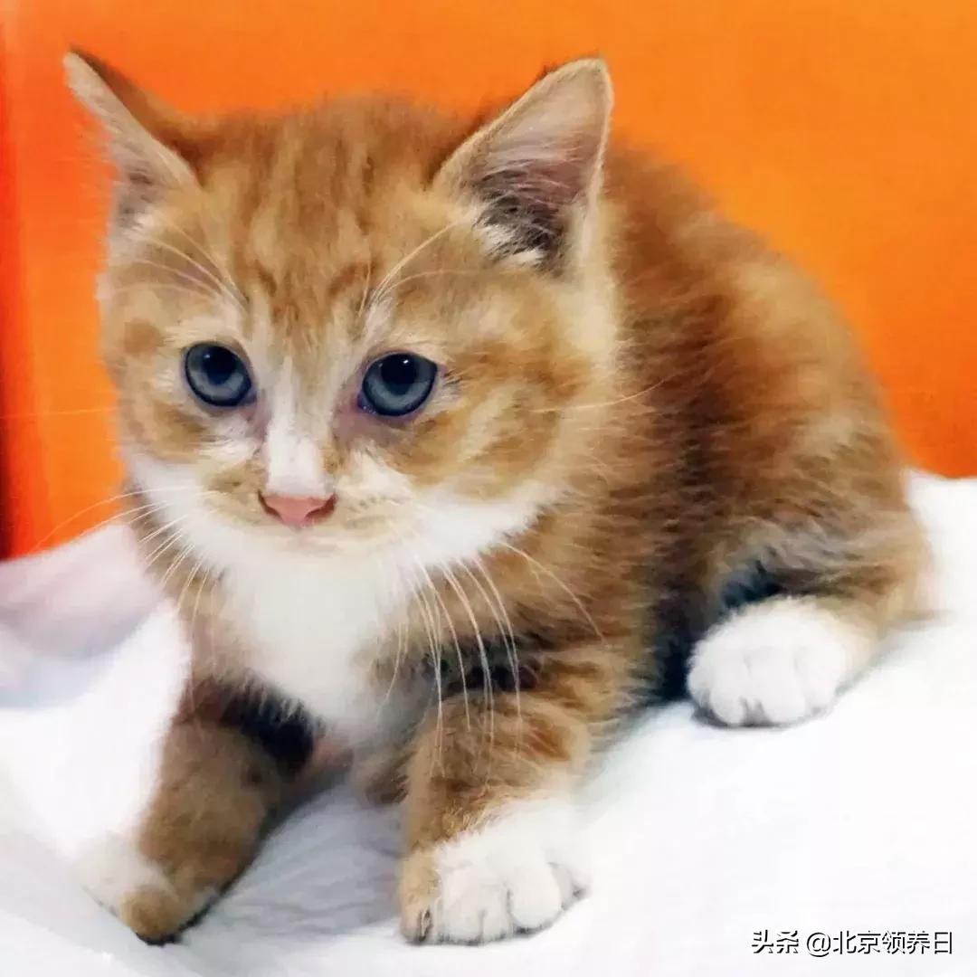 #领养代替购买#给它们一个家|线上宠物领养日,20190608加场