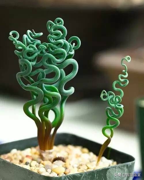 多肉植物的养花心得,多肉植物怎样养新手入门篇