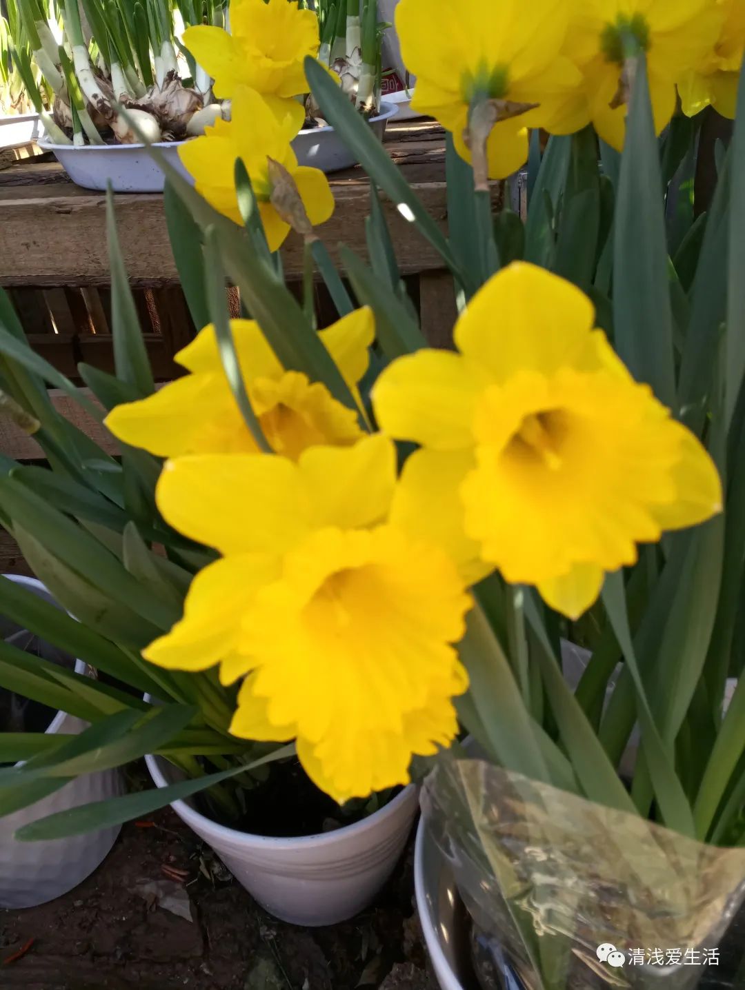 年味十足的花店,花店年味十足