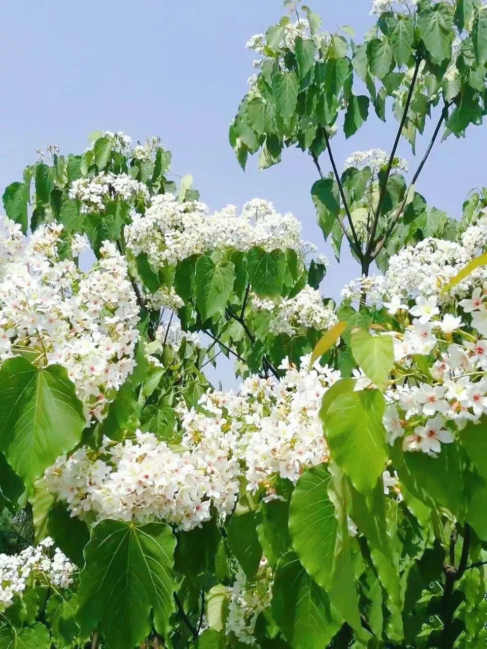 隐世原乡,又见桐花开。