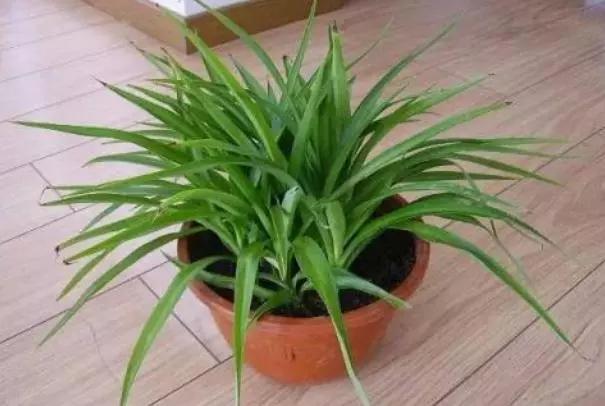 金心吊兰和卷叶吊兰哪个好看,卷叶吊兰和金叶吊兰是不是一样的