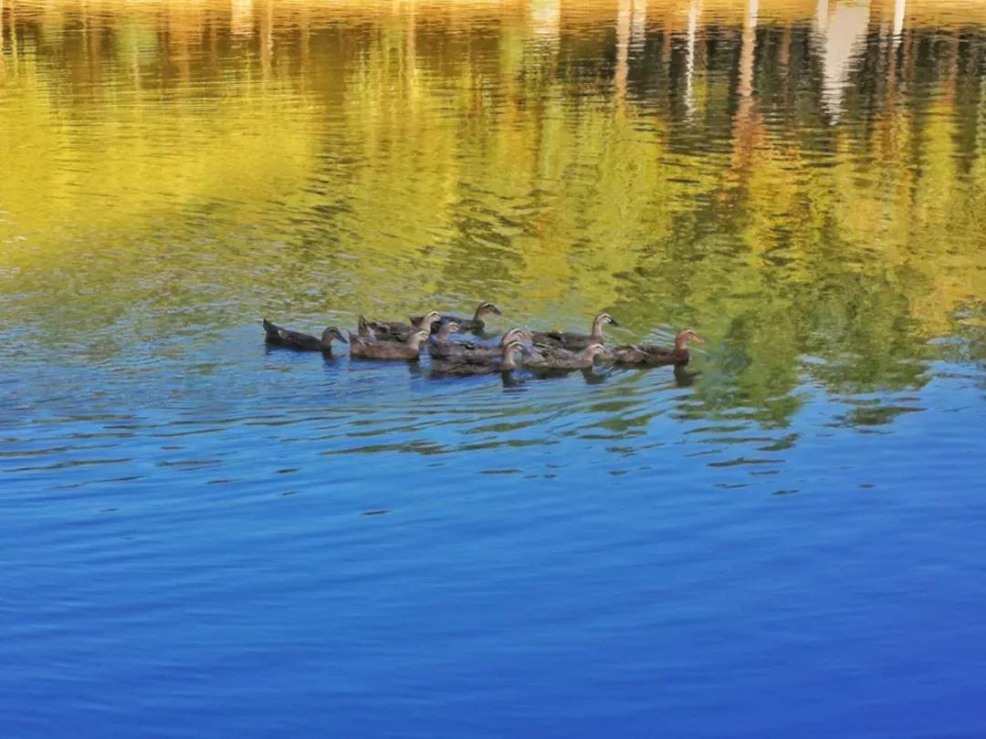 辽宁沈阳的医学大学,了解一下沈阳医学院